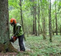 Poland has to stop cutting down in Europe's last primeval forest