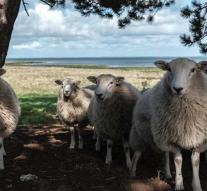 Police are looking for 500 stolen sheep