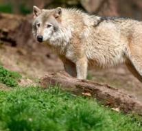 Record number of wolves killed in Norway