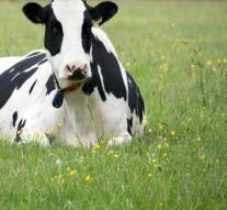 Serbian grass can cost Bulgarian cow life
