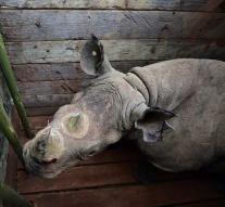 Seven rare rhinos died after relocation