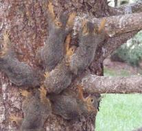 Six squirrels that were attached to each other with tails