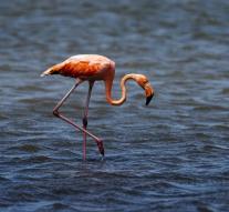 Sixty red flamingos seized at Schiphol