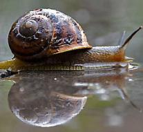 Snail finds new home