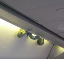 Snake hunts plane to fear