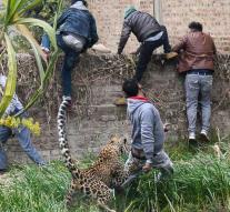 Spectacular images: leopard attacks neighborhood