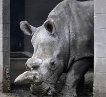 Stem cell technology has to save white rhino