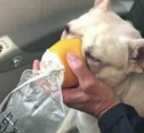 Steward saves life French Bulldog