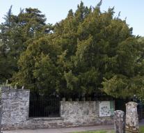Stick Ancient yew appears transgender