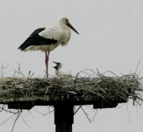 Storks overwinter often in Germany