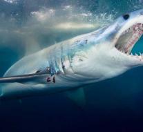 Swimmer badly injured by shark attack