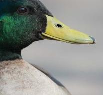 The world's most lonely duck is no longer
