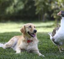 This goose and dog are inseparable (photos)