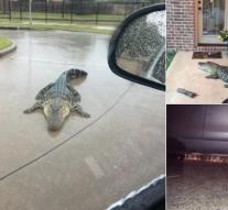 'Thousands of alligators roam Houston after hurricane Harvey'