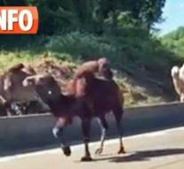 Unleashed camels on Belgian ring road