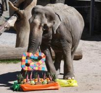 Vegetable cake for elderly elephant