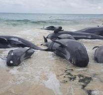 Whale beaches flocking on coast Australia