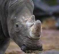 White rhinoceros pregnant in zoo