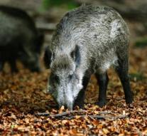 Wild boar causes three accidents