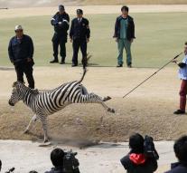Zebra dead after adventure golf course