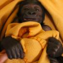 24-hour care for baby gorilla