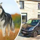 7-Year-Old Boy Killed by Sled Dogs from Family Breeding in Belgium