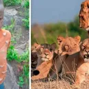 8-Year-Old Boy Survives Five Days in Wildlife Reserve Full of Lions and Elephants