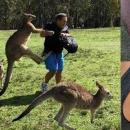 Addicted kangaroos attack tourists