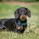 Aggressive Teckel Kills Newborn Baby in Siberia