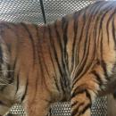 Anonymous weed smoker finds tiger in the home