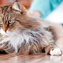 Cat Rescued After Being Buried Alive Under House in Oosterhout