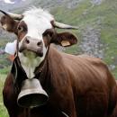 Code of conduct protects walkers against cows