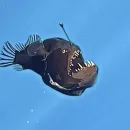 Deep-Sea Creature Dies After Rare Appearance Near Water Surface