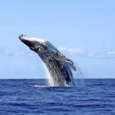 Diver swallowed by whale: 'No time for fear'