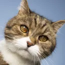 Dream Job Alert: Personal Assistant Wanted for Office Cat in London