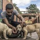 Egypt opens a hunt for street dogs