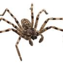 English zoo breeds with special wolf spiders