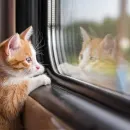 French Trains Allowed 20-Minute Delay for Lost Pets After Cat Incident
