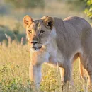 German Entrepreneur Advocating for Lions Killed by Lioness in Namibia