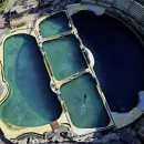 Heartbreaking: Orca and Dolphins Stranded in Closed French Dolphinarium