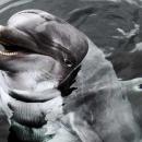 Horny dolphin is difficult for bathers