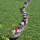 Invasive Water Hyacinth Threatens Ecosystems in Turkey and Kenya