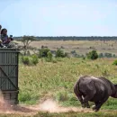 Kenya Launches Massive Operation to Move Dozens of Rhinos to National Park