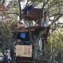 Last activist tree hut dismantled in Hambacher forest