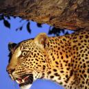 Leopard devours toddler (3) in wildlifepark Uganda