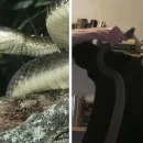 Man Injected with Snake Venom for 20 Years, Blood Valuable for Science