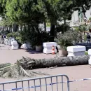 Man Seriously Injured by Falling Palm Tree at Cannes Film Festival