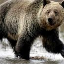 Miner (18) killed by grizzly bear