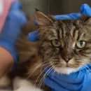Miracle Cat Survives 115-Meter Fall and Gets Adopted by Rescuer