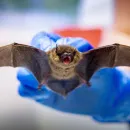 New Bat Virus Discovered in China with Potential to Infect Humans Similar to Corona